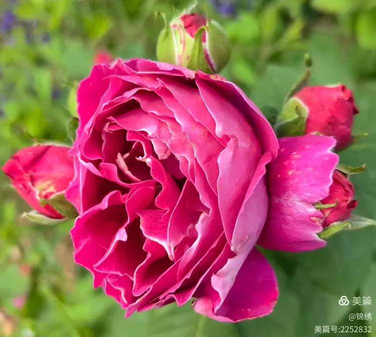 醉美奥斯汀月季园